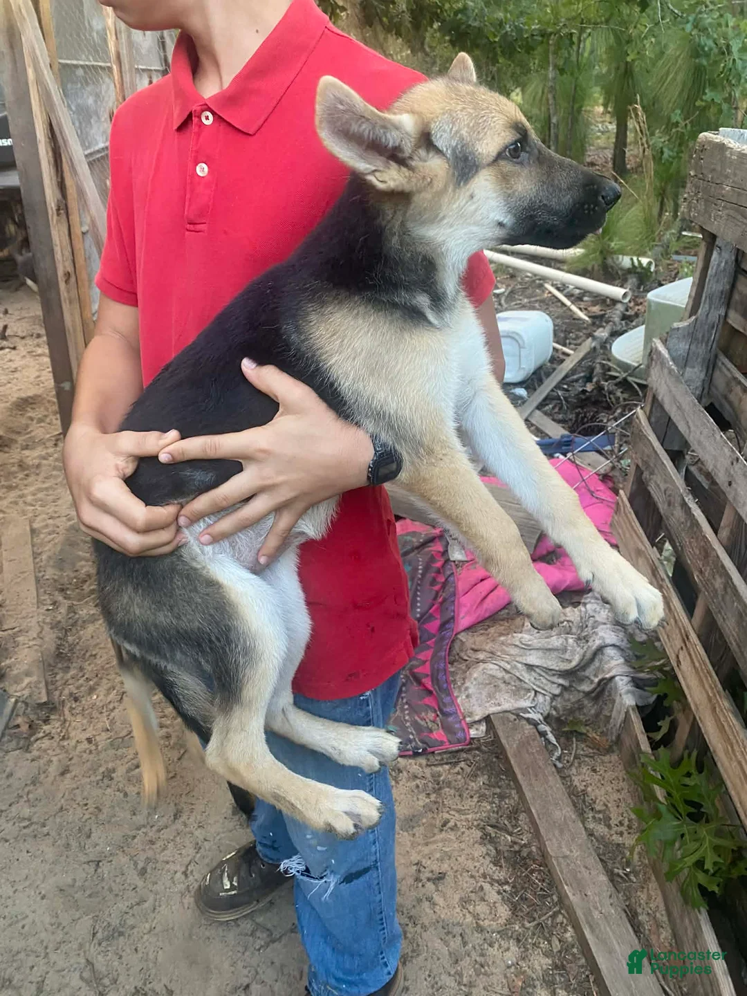 German Shepherd dogs for sale: German Shepherd 7 - Ad 2