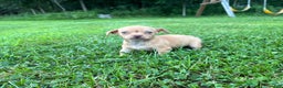 Chihuahua dogs for sale: Genny - Ad 9