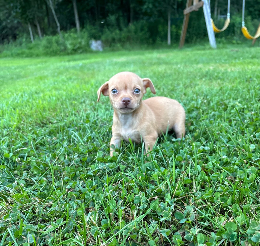 Chihuahua dogs for sale: Genny - Ad 9