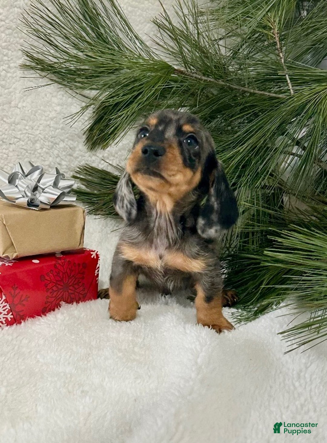 Miniature Dachshund dogs for sale: Jasper - Ad 2