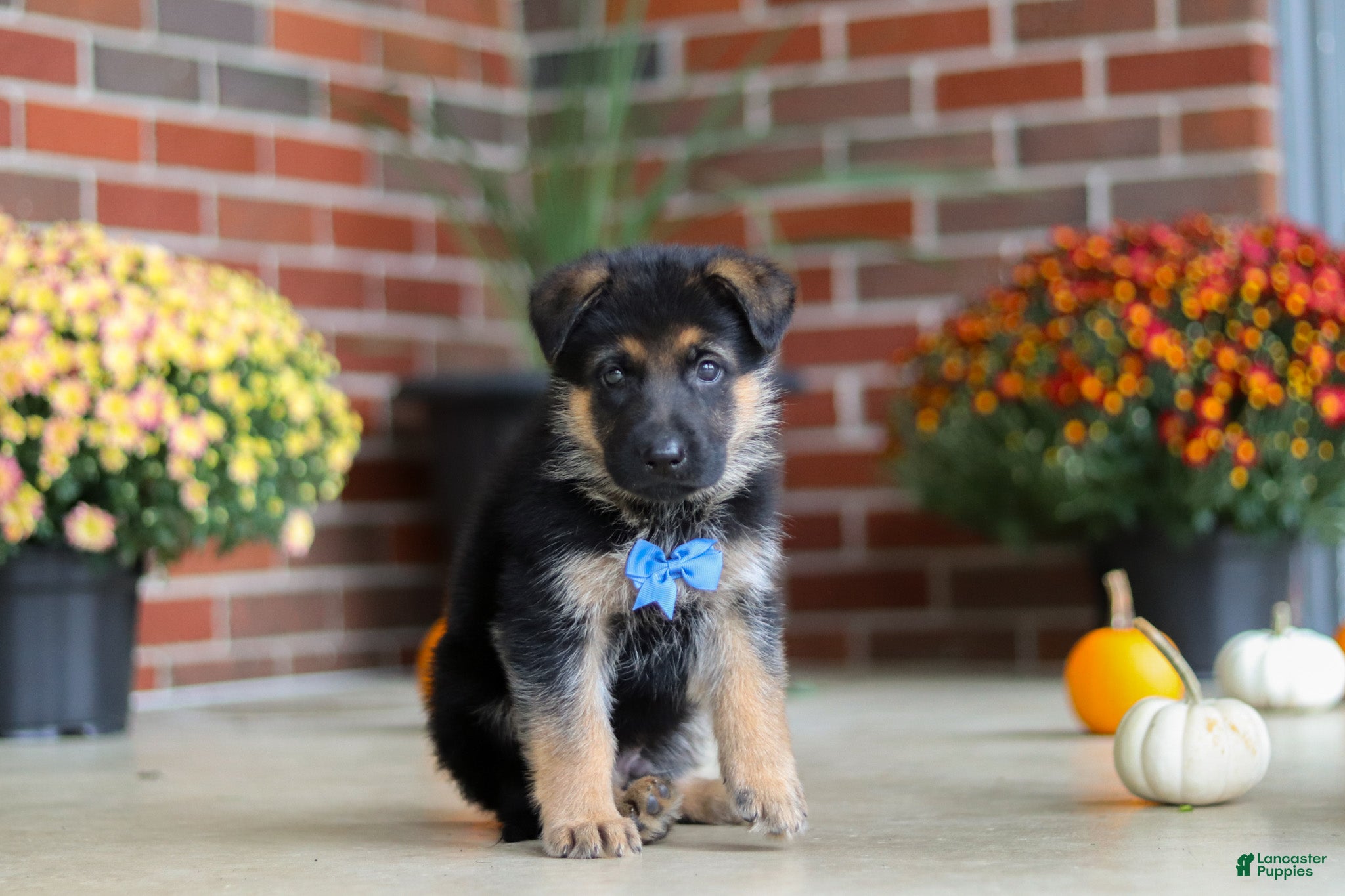 German Shepherd dogs Mason - Ad 2