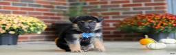 German Shepherd dogs for sale: Mason - Ad 2
