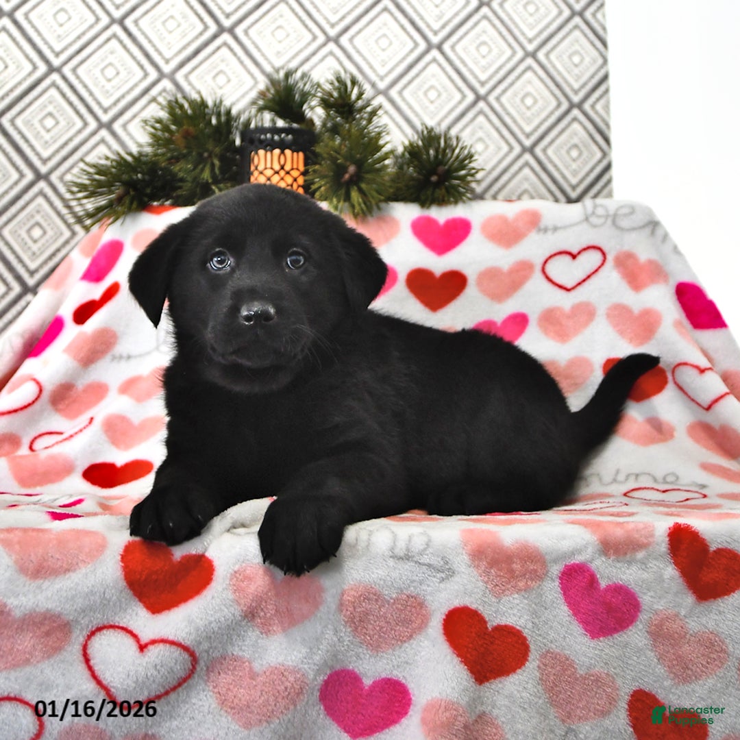 Mixed Breed dogs for sale: Lana - Ad 1