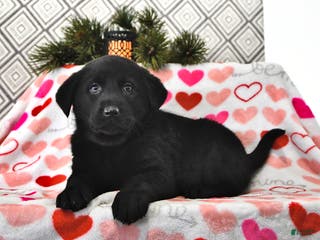 Mixed Breed dogs Lana - Ad 21