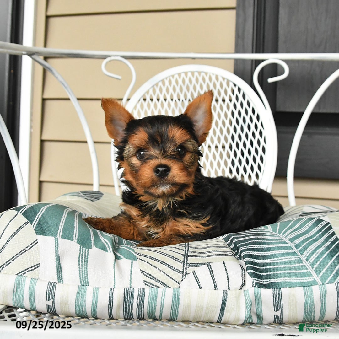 Yorkshire Terrier dogs for sale: Skipper - Ad 4