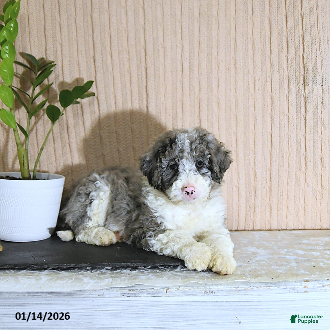 Mini Bernedoodle dogs for sale: Juliet - Ad 5