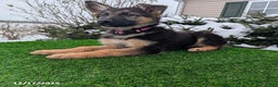German Shepherd dogs for sale: Willow - Ad 5
