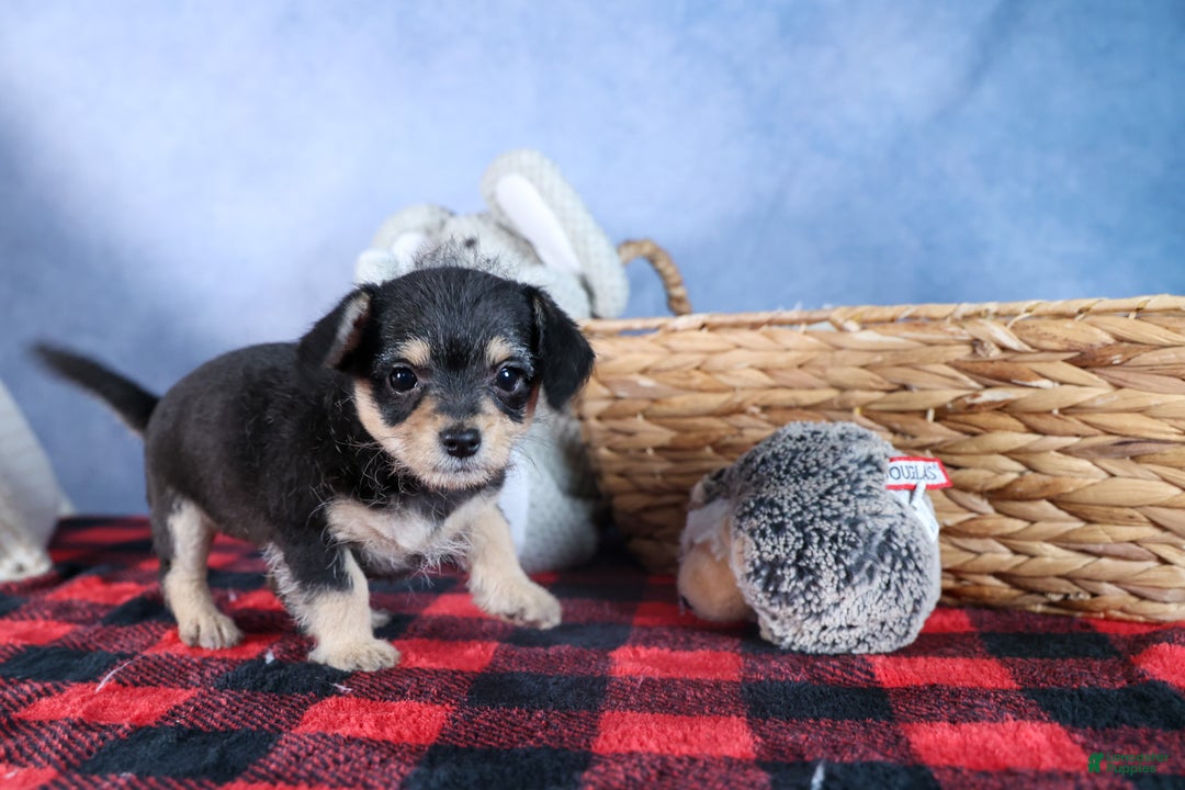 Chipoo dogs for sale: Kinsley - Ad 5