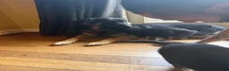 German Shepherd dogs for stud: Keystone Shepherds Long Hair Stud - Ad 5