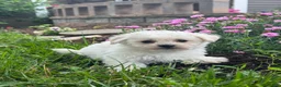 Bichpoo dogs for sale: Bruce  - Ad 3