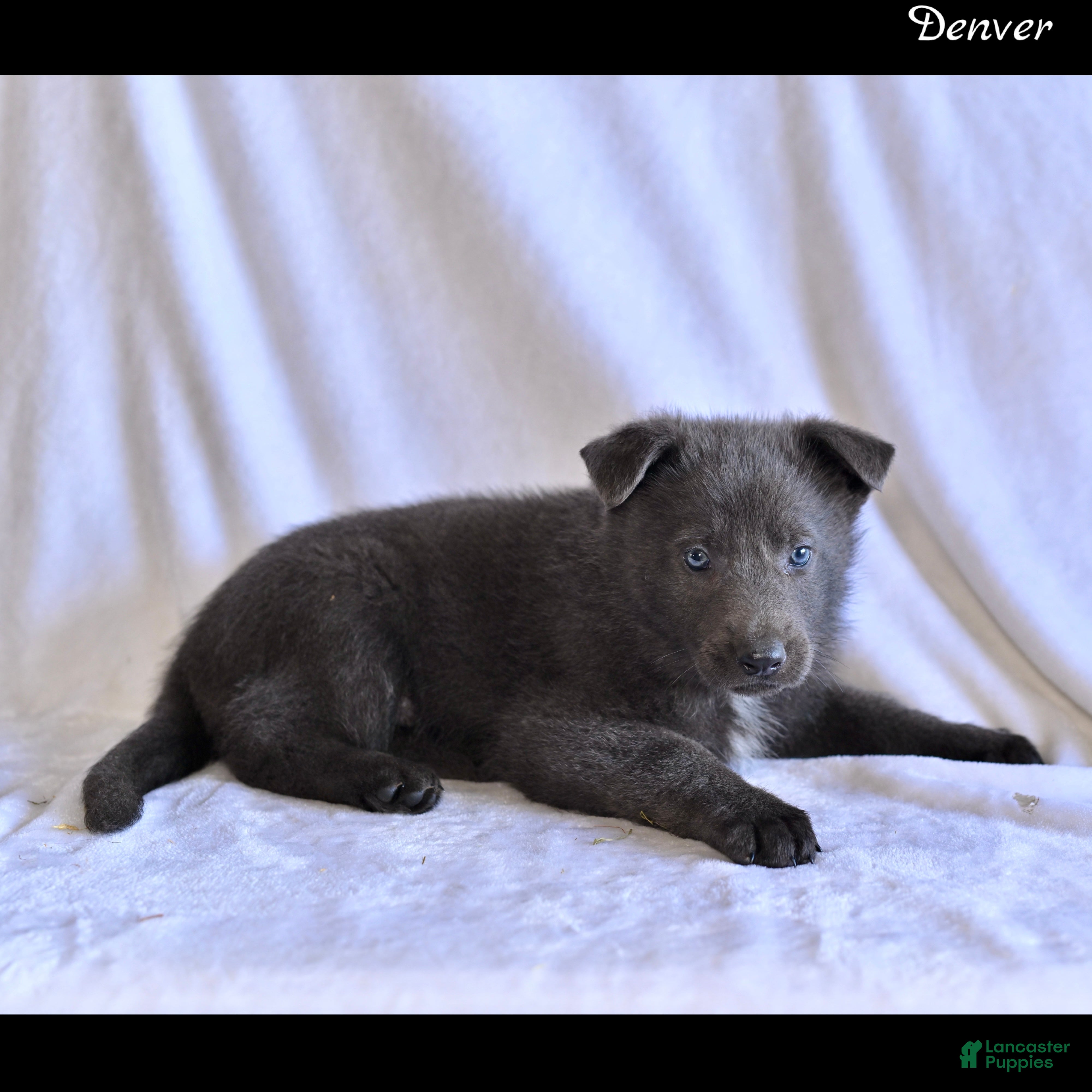 German Shepherd dogs Denver - Ad 2
