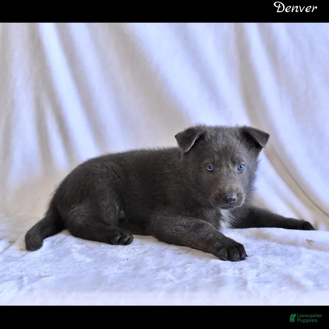 German Shepherd dogs for sale: Denver - Ad 2