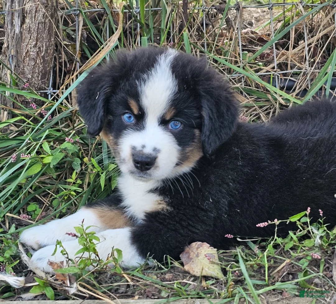 Gallery Image {{count}}