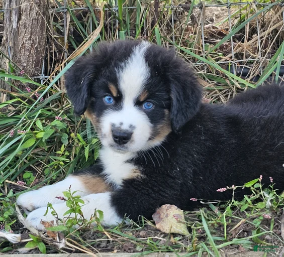 Gallery Image {{count}}