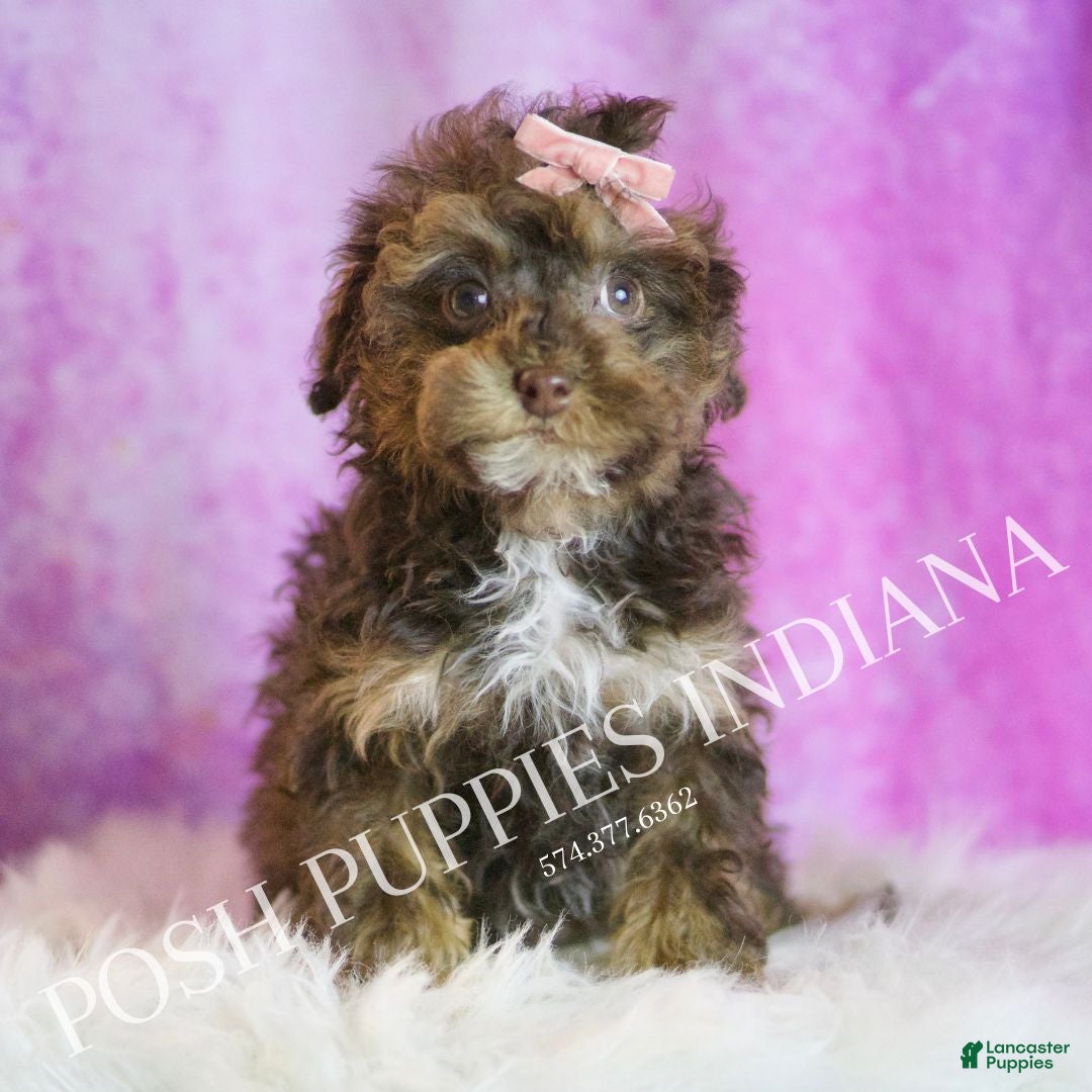 Toy Poodle dogs for sale: Celeste - Ad 3