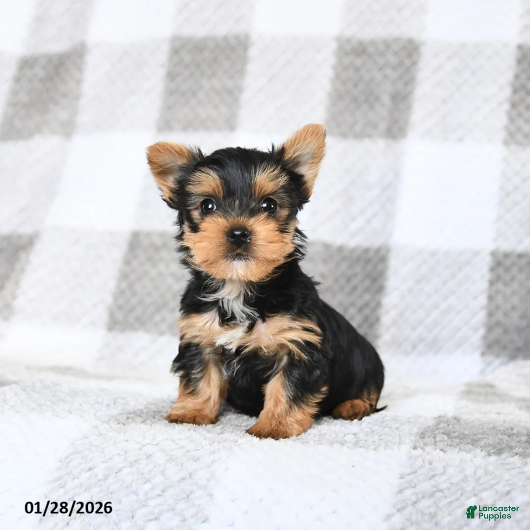 Yorkshire Terrier dogs for sale: Blake - Ad 1