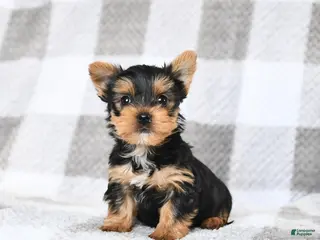 Yorkshire Terrier dogs for sale: Blake - Ad 1