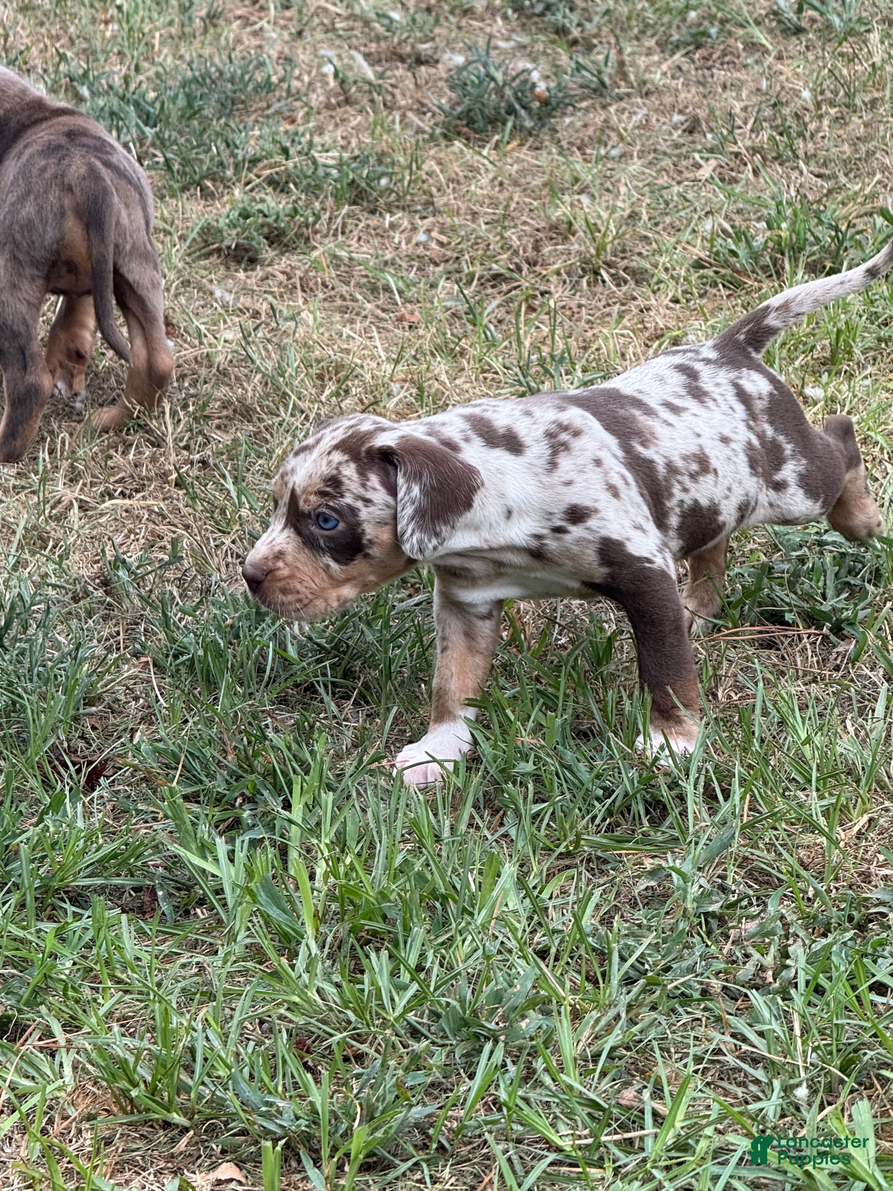 Catahoula Leopard Dog dogs for sale: Waynette - Ad 2