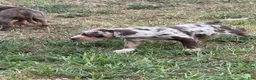 Catahoula Leopard Dog dogs for sale: Waynette - Ad 2