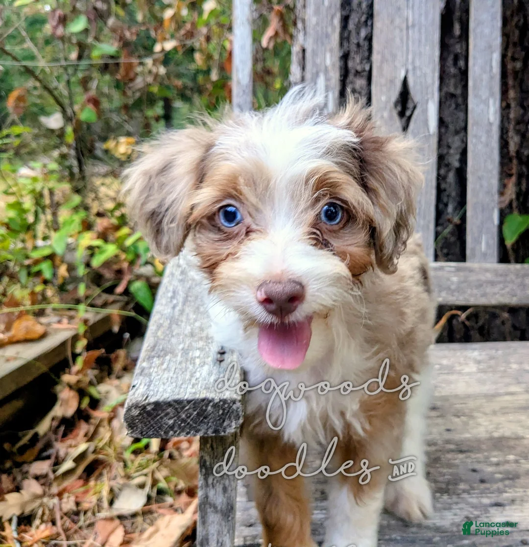 Mini Aussiedoodle dogs for sale: Russell - blue eyes  - Ad 2
