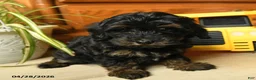 Havapoo dogs for sale: Button - Ad 15