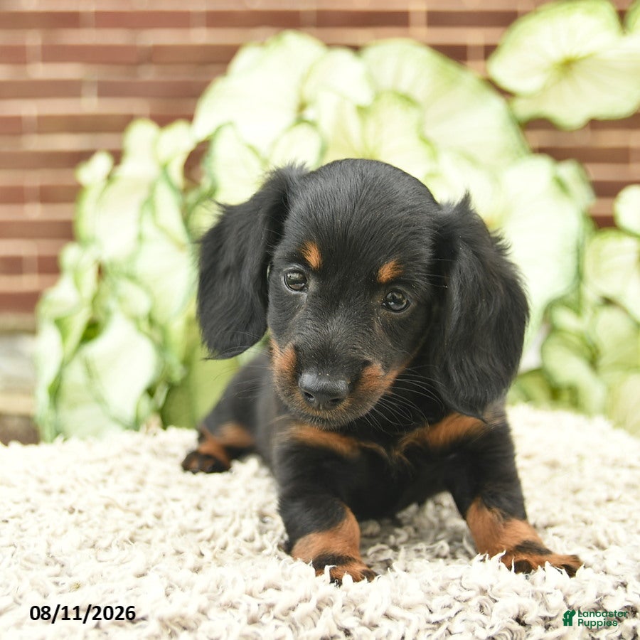 Miniature Dachshund dogs Clementine - Ad 1