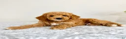 Mini Goldendoodle dogs for sale: Gunther - Ad 3