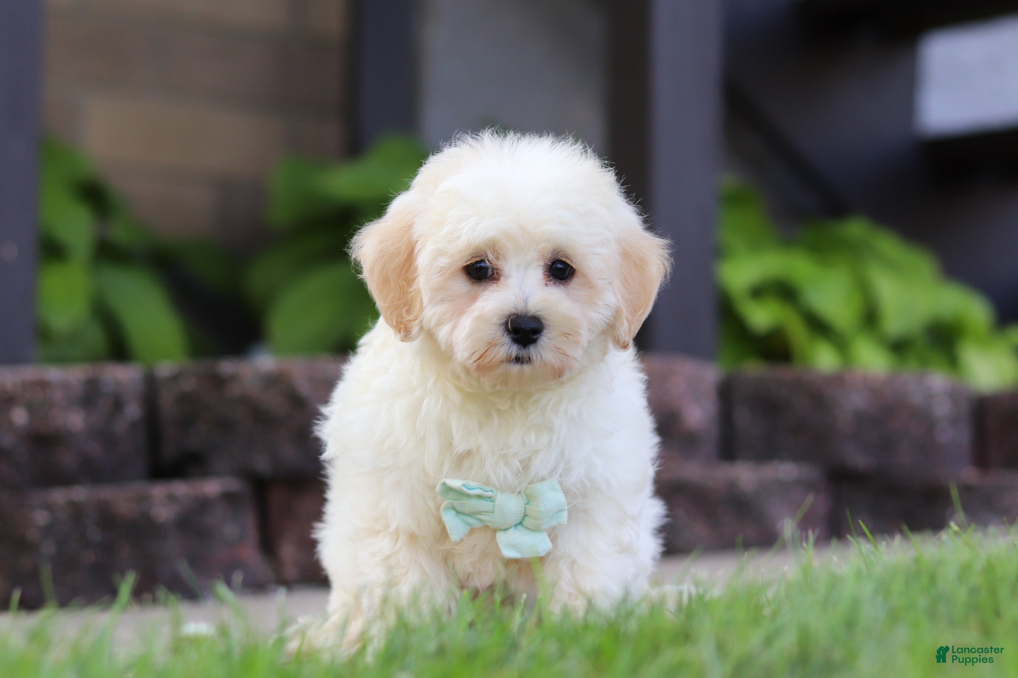 Maltipoo dogs Marshmellow - Ad 1