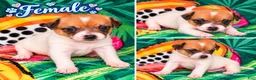 Jack Russell Terrier dogs for sale: Jack Russell Terrier 4 - Ad 14