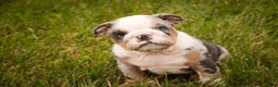 English Bulldog dogs for sale: Sebastian English Bulldog  - Ad 8