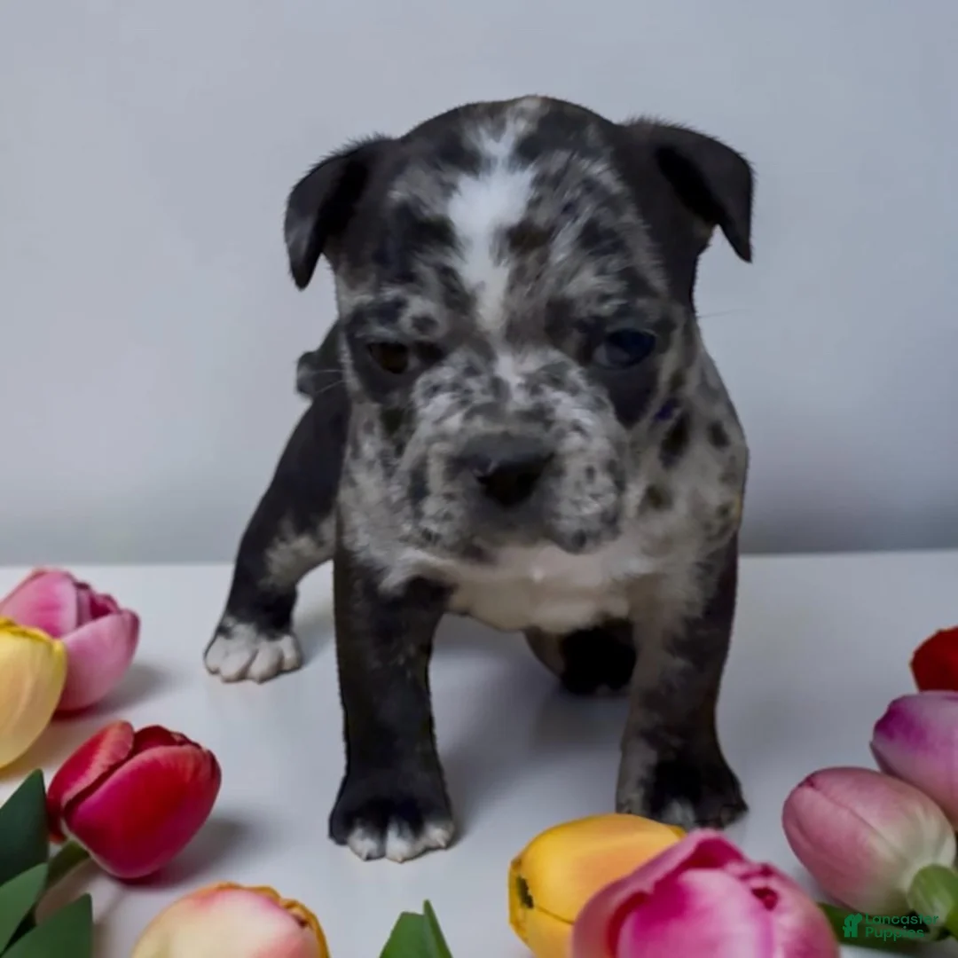 Frenchton dogs for sale: Frankie - Ad 2