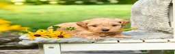 Cavapoo dogs for sale: Lemon - Ad 4