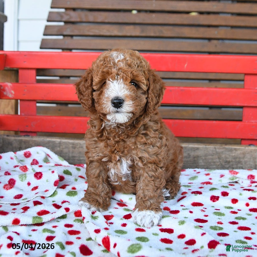 Miniature Poodle dogs for sale: Romeo - Ad 1