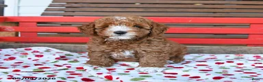Romeo