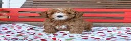 Miniature Poodle dogs for sale: Romeo - Ad 1