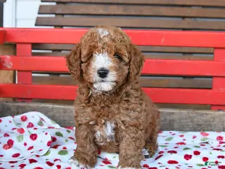 Miniature Poodle dogs for sale: Romeo - Ad 1
