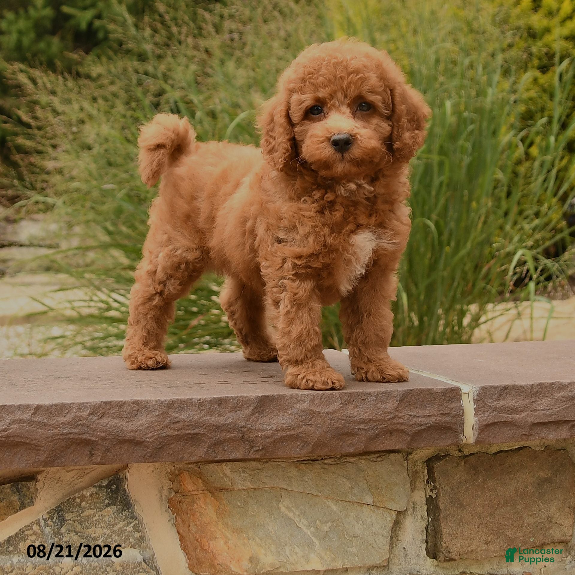 Cockapoo dogs Otis - Ad 1