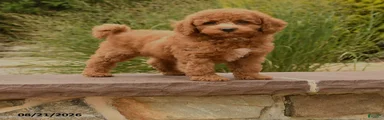 Otis
