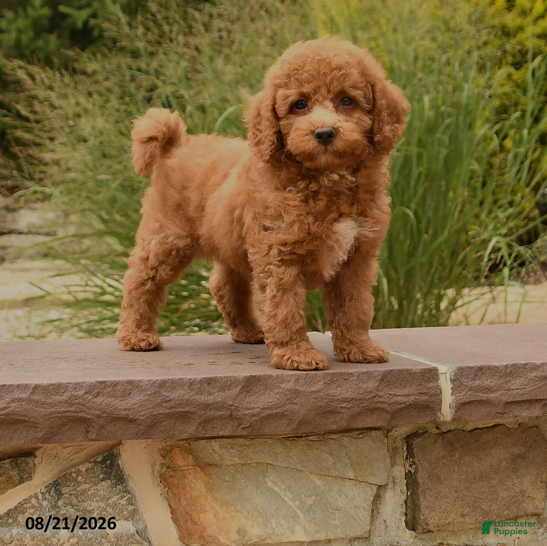 Cockapoo dogs for sale: Otis - Ad 1