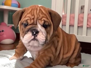 English Bulldog dogs - Ad 33