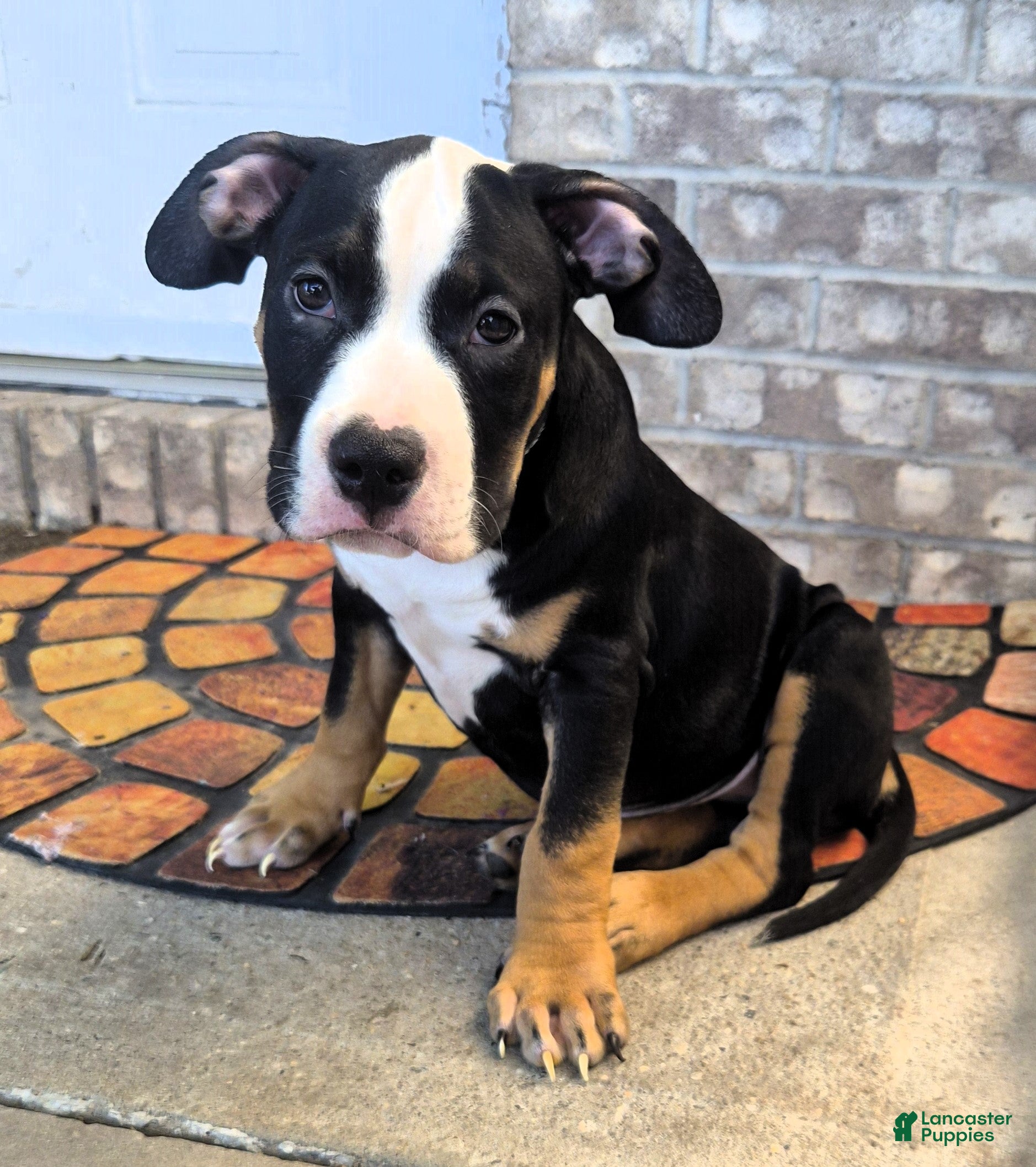 American Bully dogs "BIGGIE SMALLZ" BLACK TRI COLOR - Ad 12