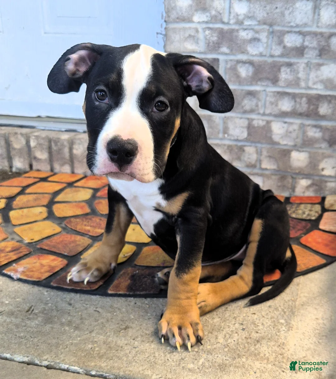 American Bully dogs for sale: "BIGGIE SMALLZ" BLACK TRI COLOR - Ad 1
