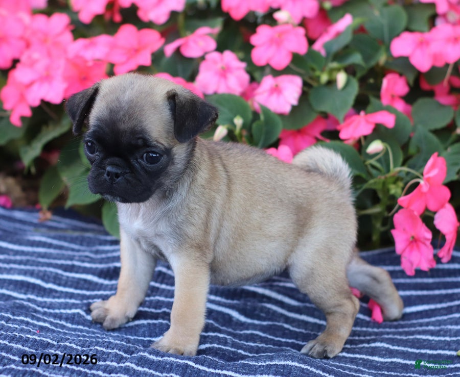 Pug dogs Bonnie - Ad 2