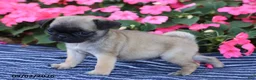 Pug dogs for sale: Bonnie - Ad 2