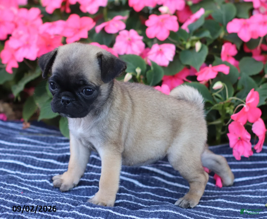 Pug dogs for sale: Bonnie - Ad 2