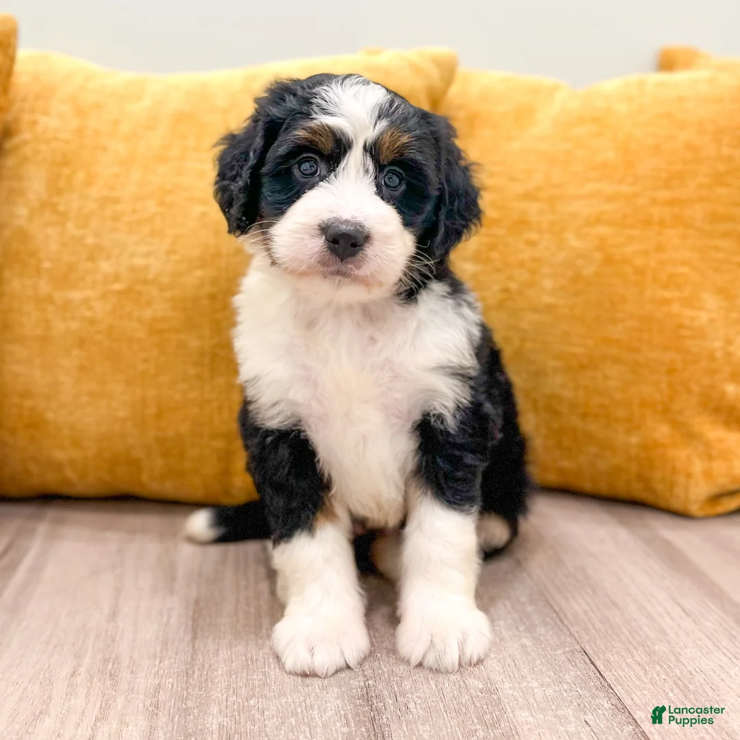 Mini Bernedoodle dogs for sale: Barbie - Ad 1