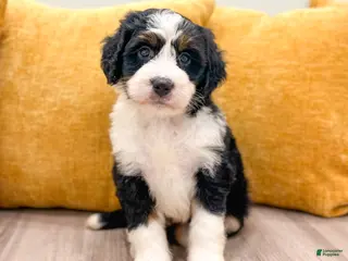 Mini Bernedoodle dogs Barbie - Ad 1
