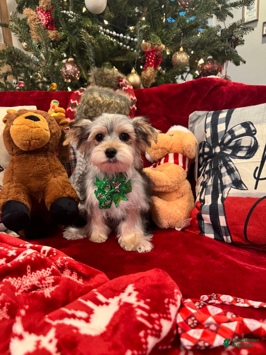 Yorkiepoo dogs for sale: Yorkiepoo Puppy 1 - Ad 1