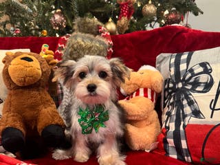 Yorkiepoo dogs Yorkiepoo Puppy 1 - Ad 24