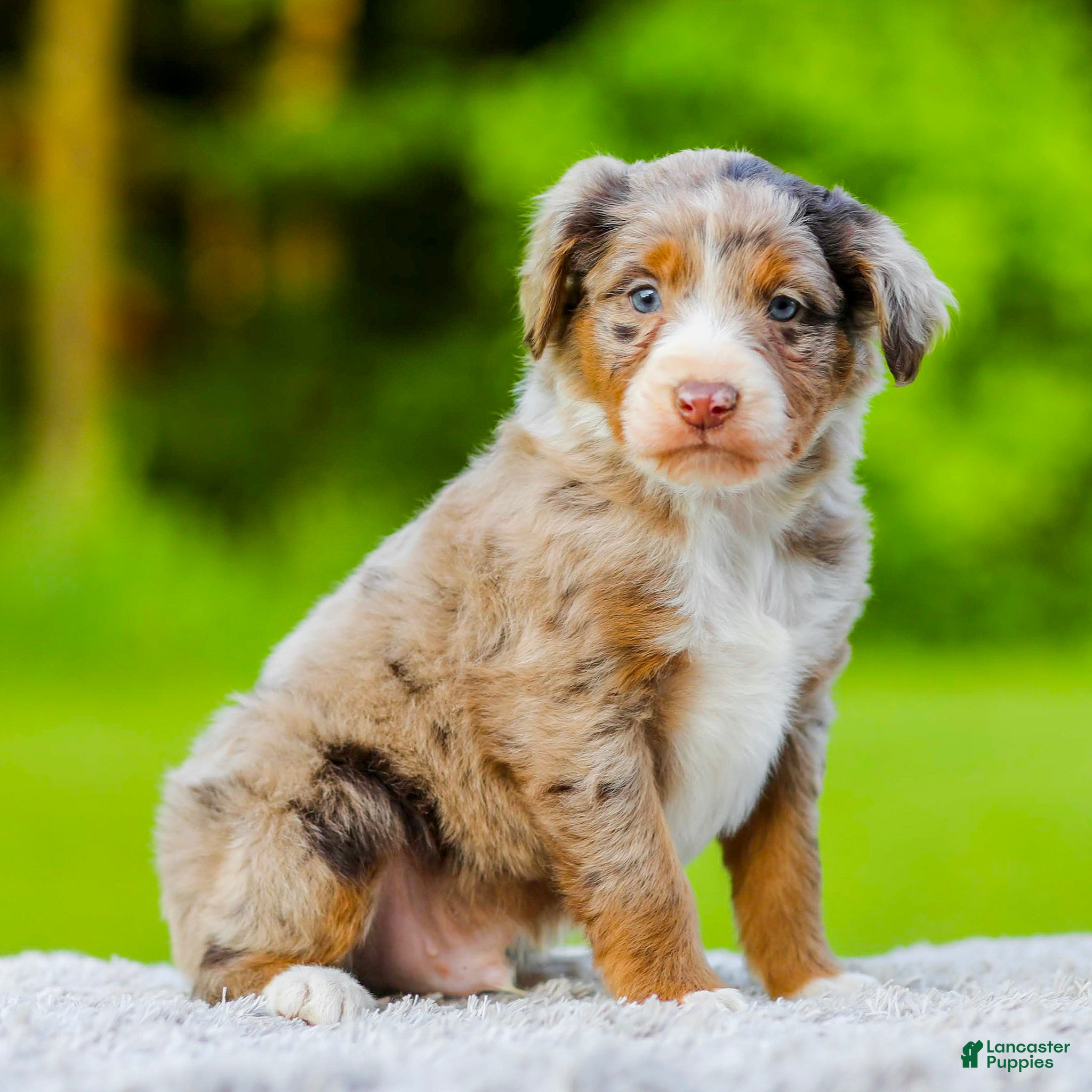 Mini Aussiedoodle dogs for sale: Shiloh - Ad 1